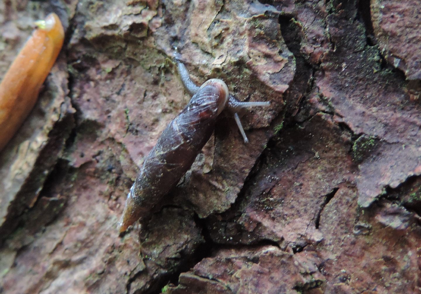 Clausiliidae da identificare