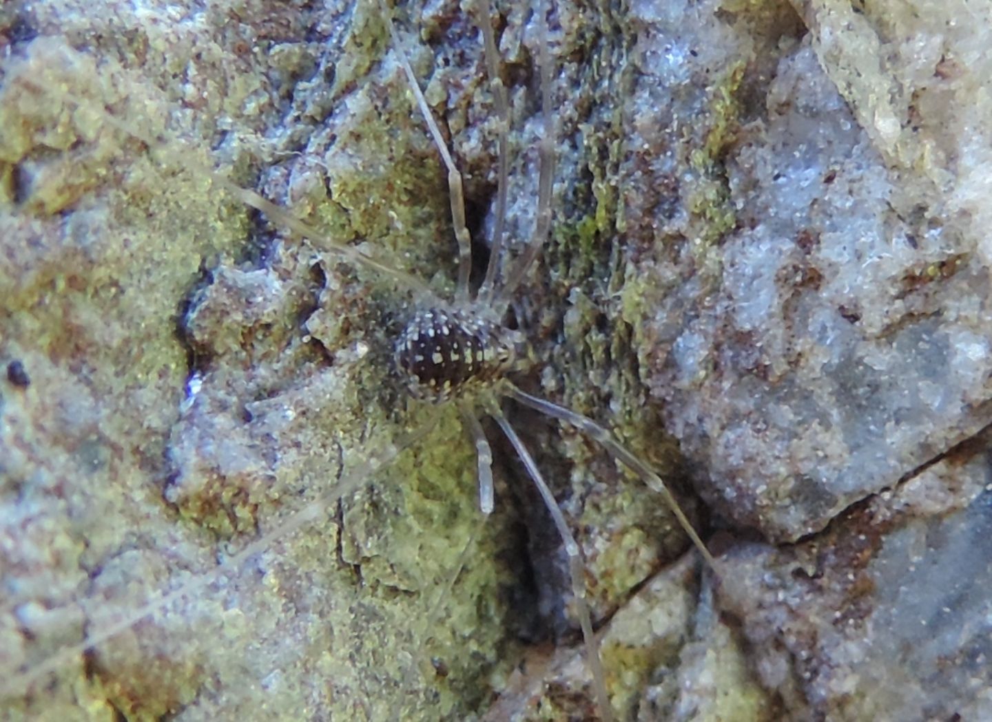 Sclerostomatidae juvenile