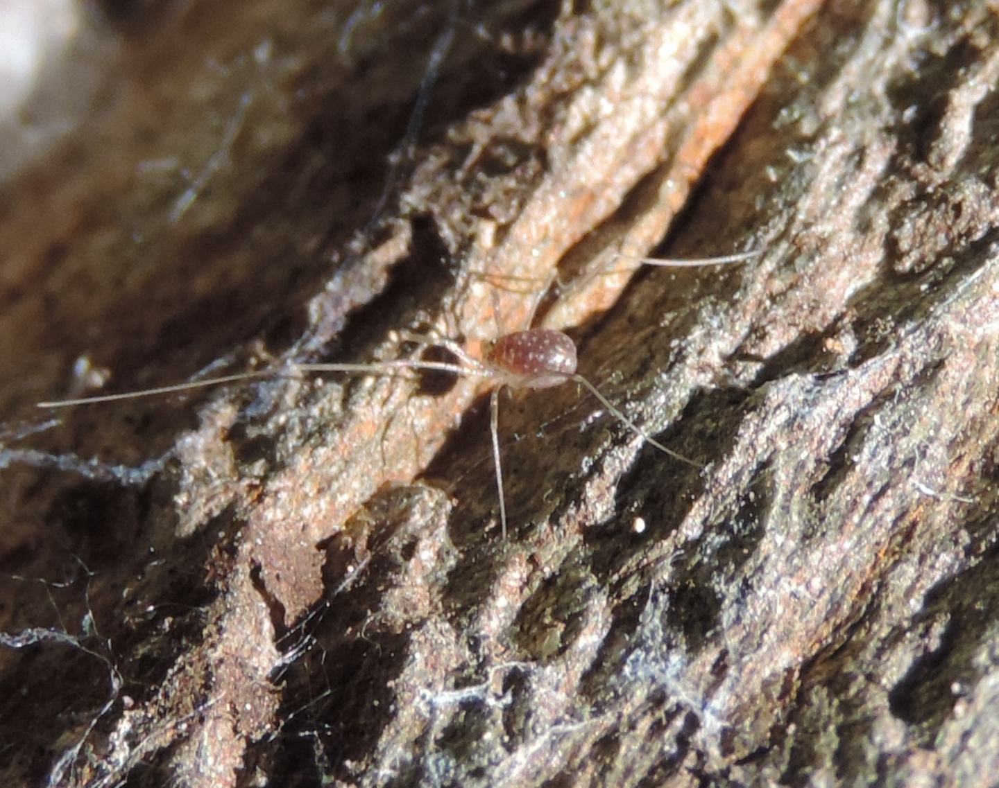 Sclerostomatidae juvenile