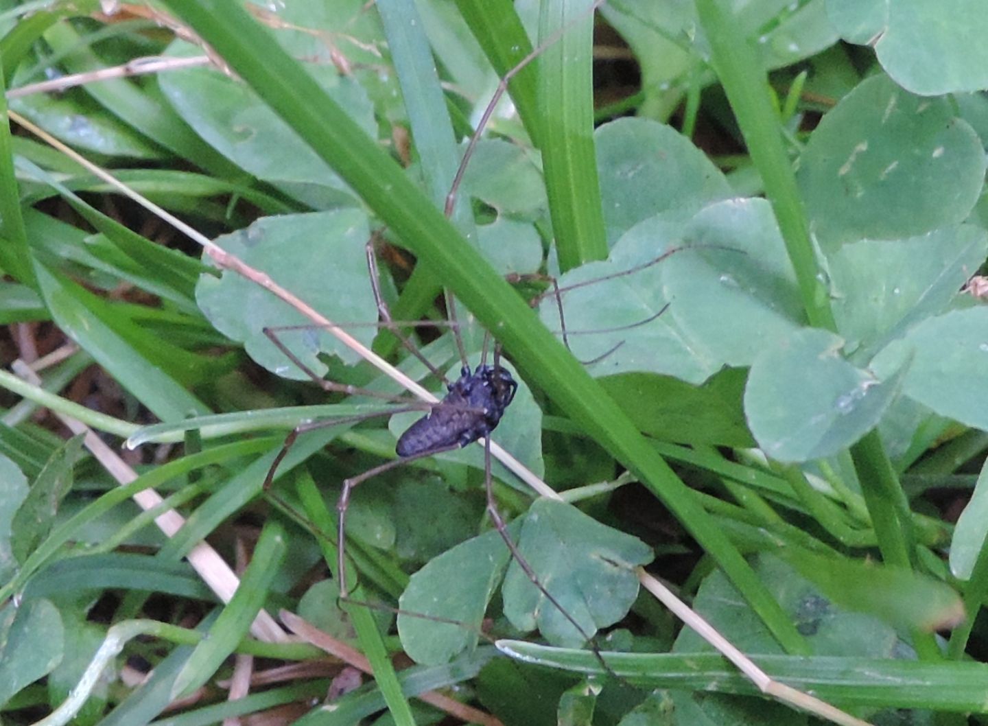 Platybunus pinetorum - Phalangiidae