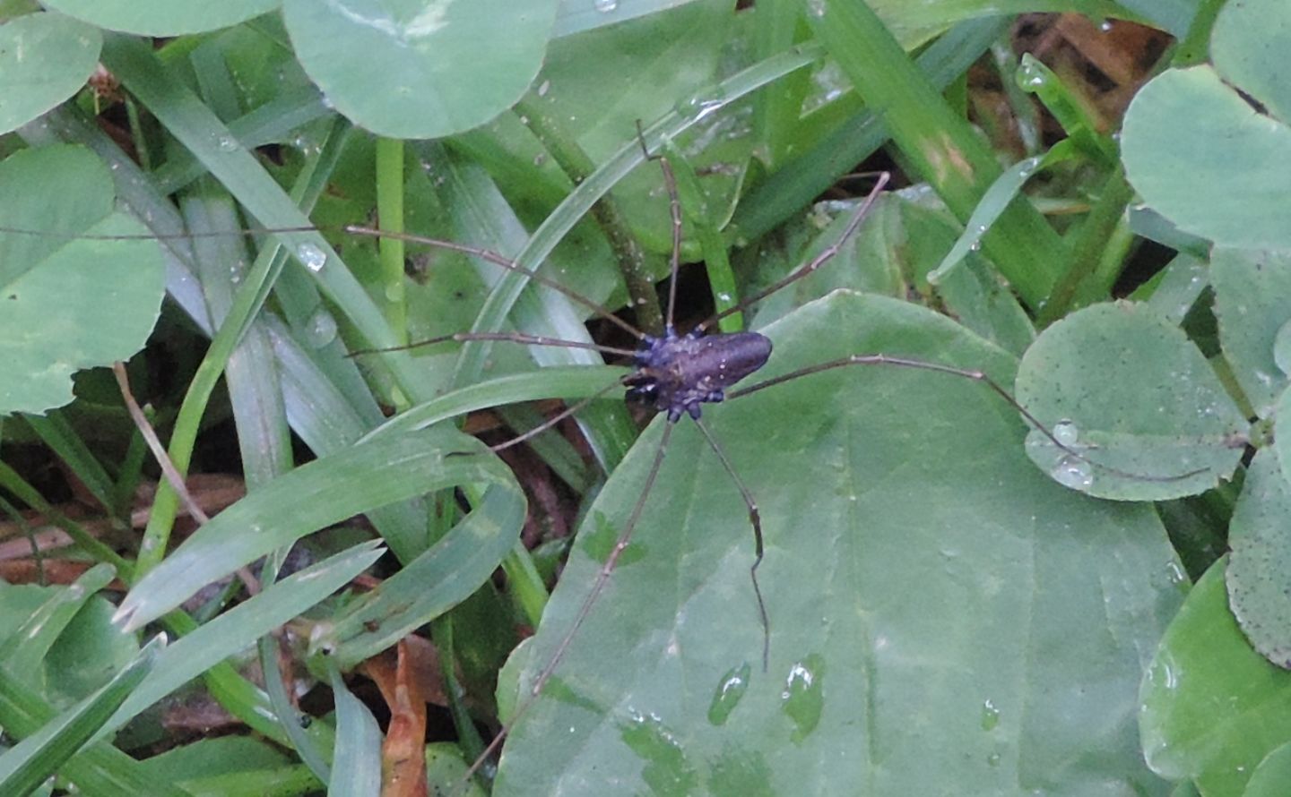 Platybunus pinetorum - Phalangiidae