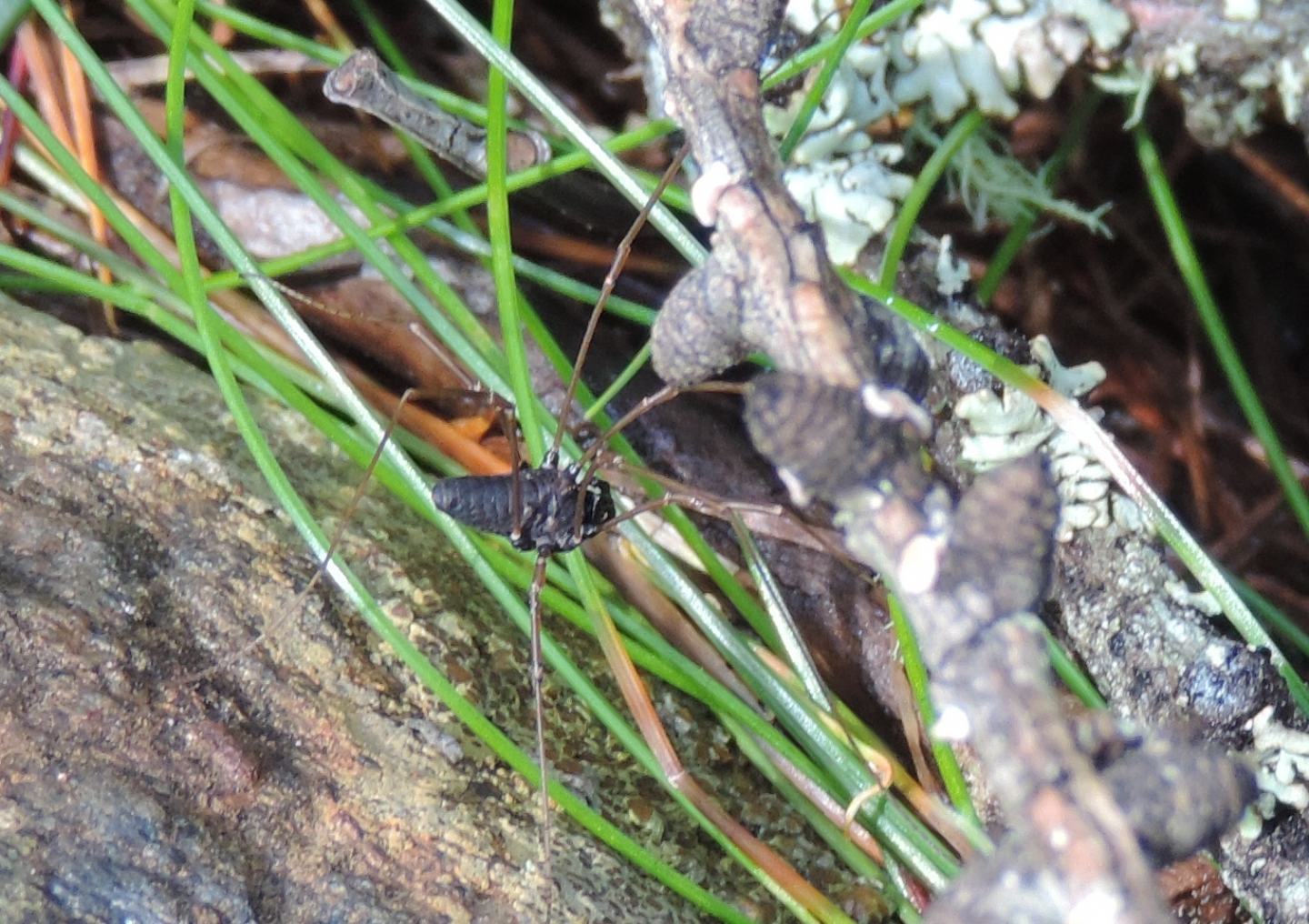 Platybunus pinetorum - Phalangiidae