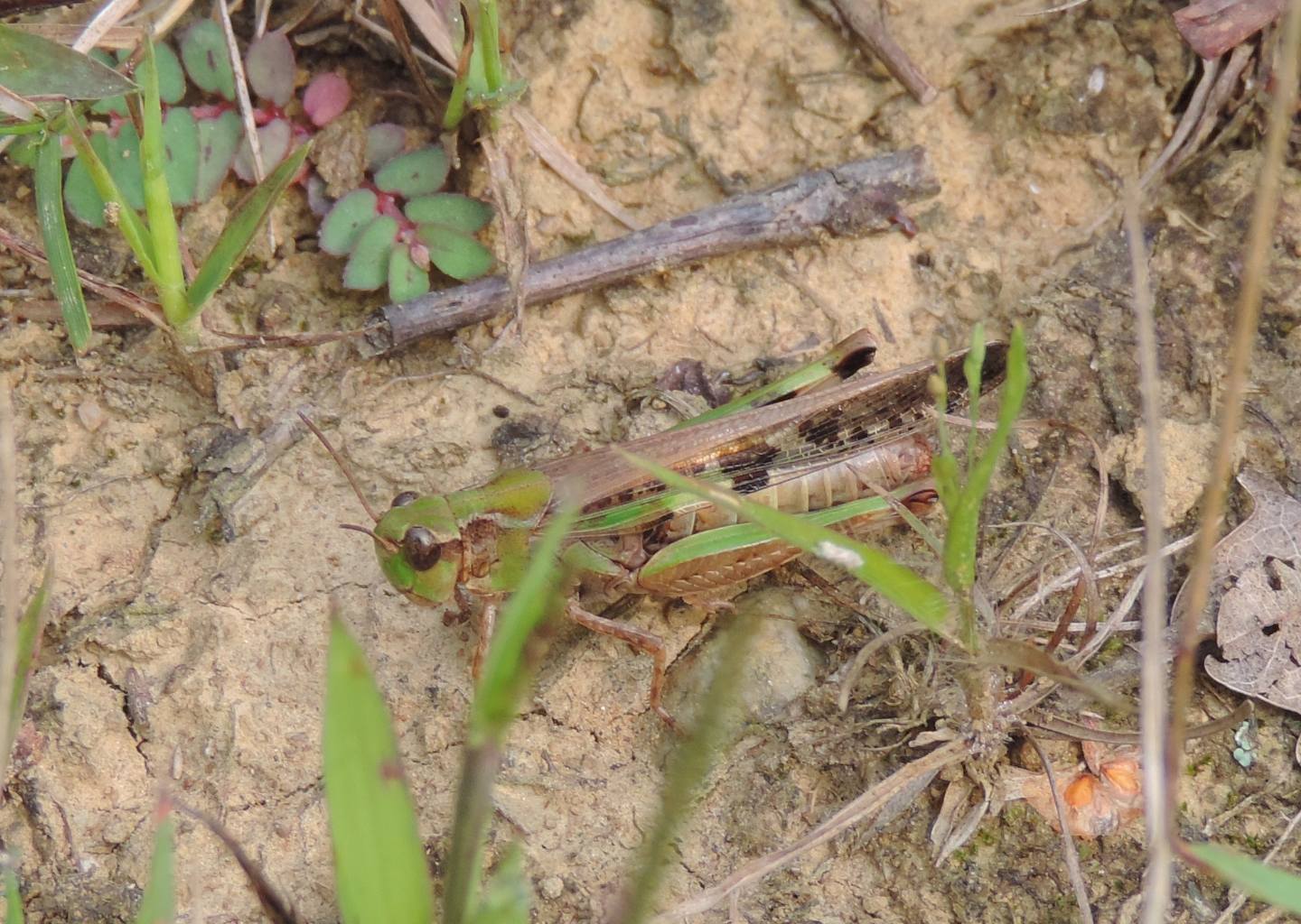 Aiolopus thalassinus?  S