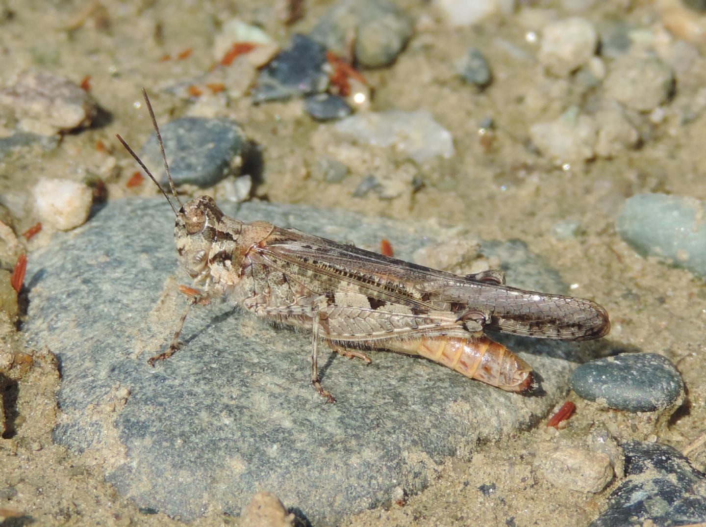 Acrotylus patruelis?