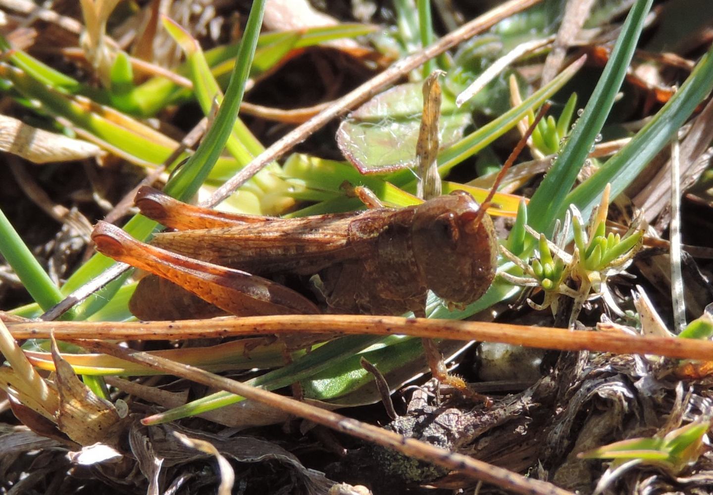 Acrididae Gomphocerinae sp.