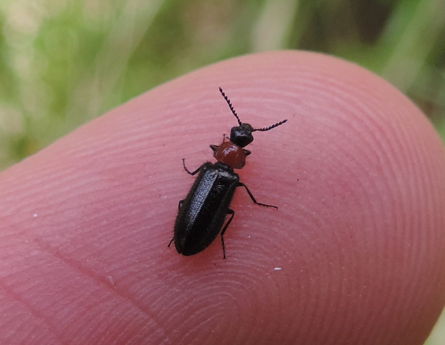 Dasytidae? S, Dasytes thoracicus, femmina