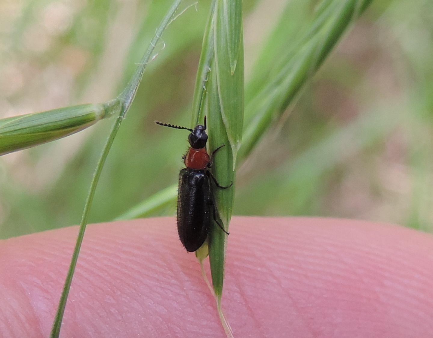 Dasytidae? S, Dasytes thoracicus, femmina