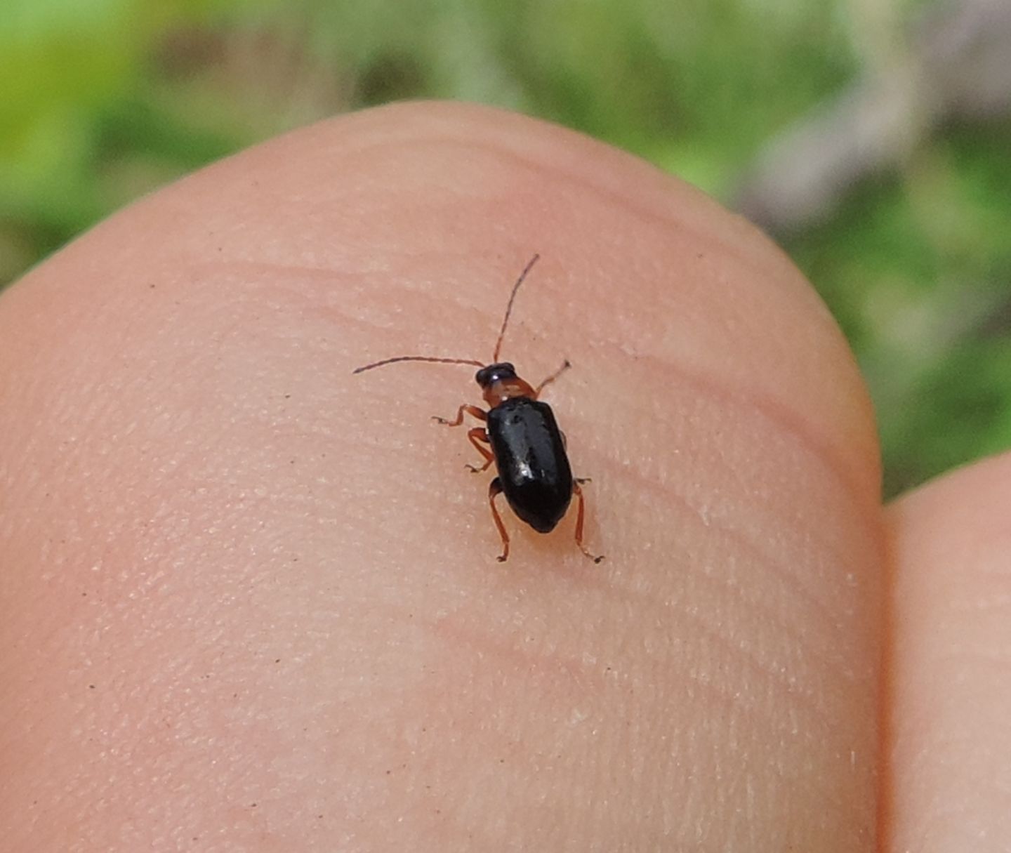 Chrysomelidae: Luperus? Luperus sp. o Calomicrus pinicola