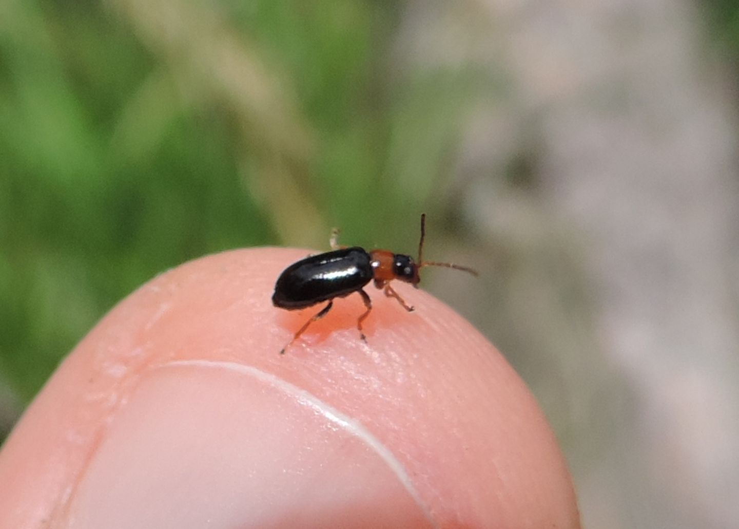 Chrysomelidae: Luperus? Luperus sp. o Calomicrus pinicola