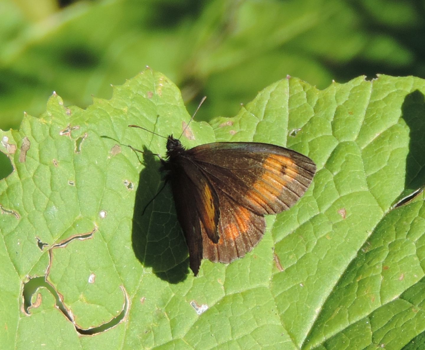 Erebia sp.