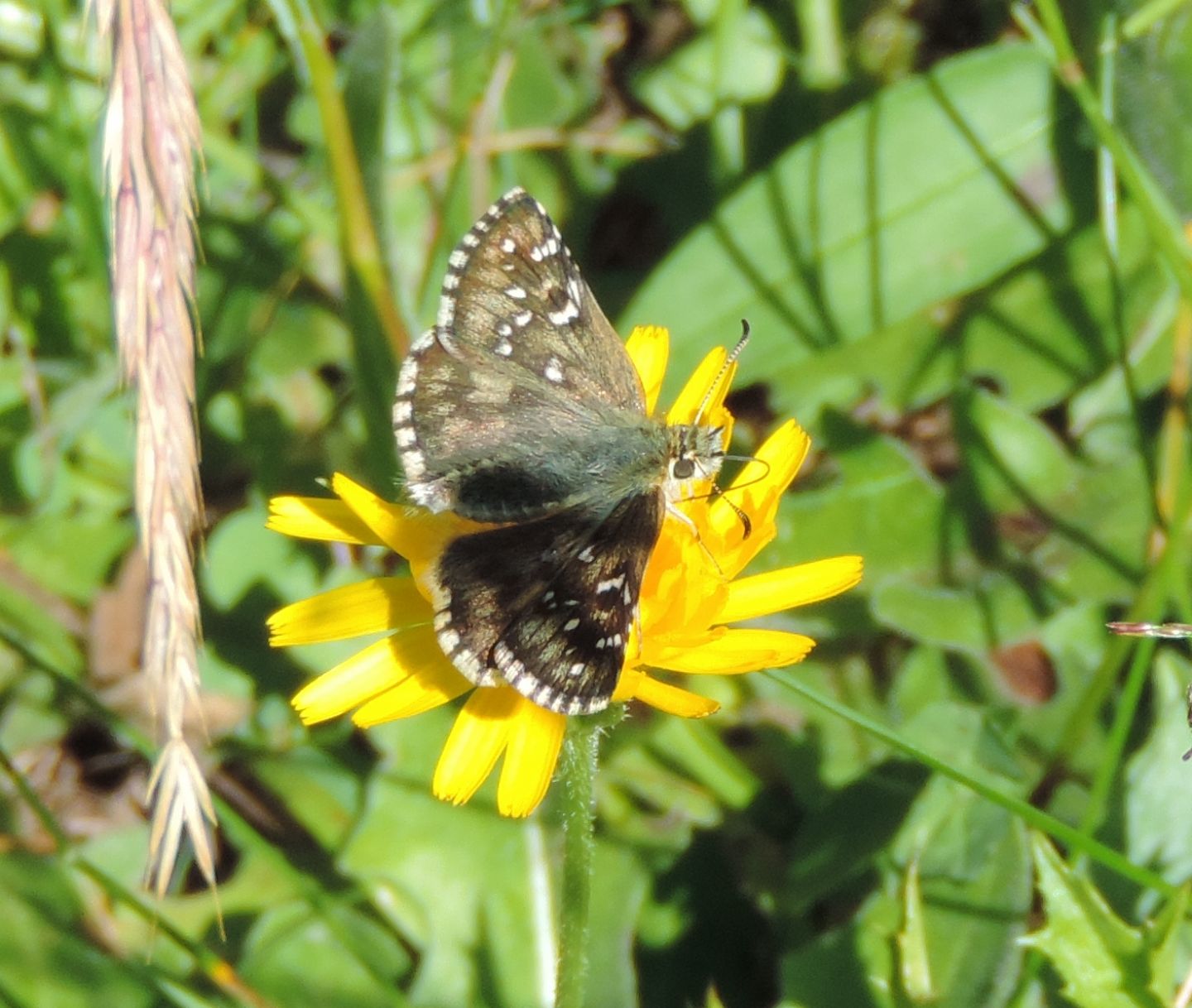 Hesperiidae: Pyrgus sp.