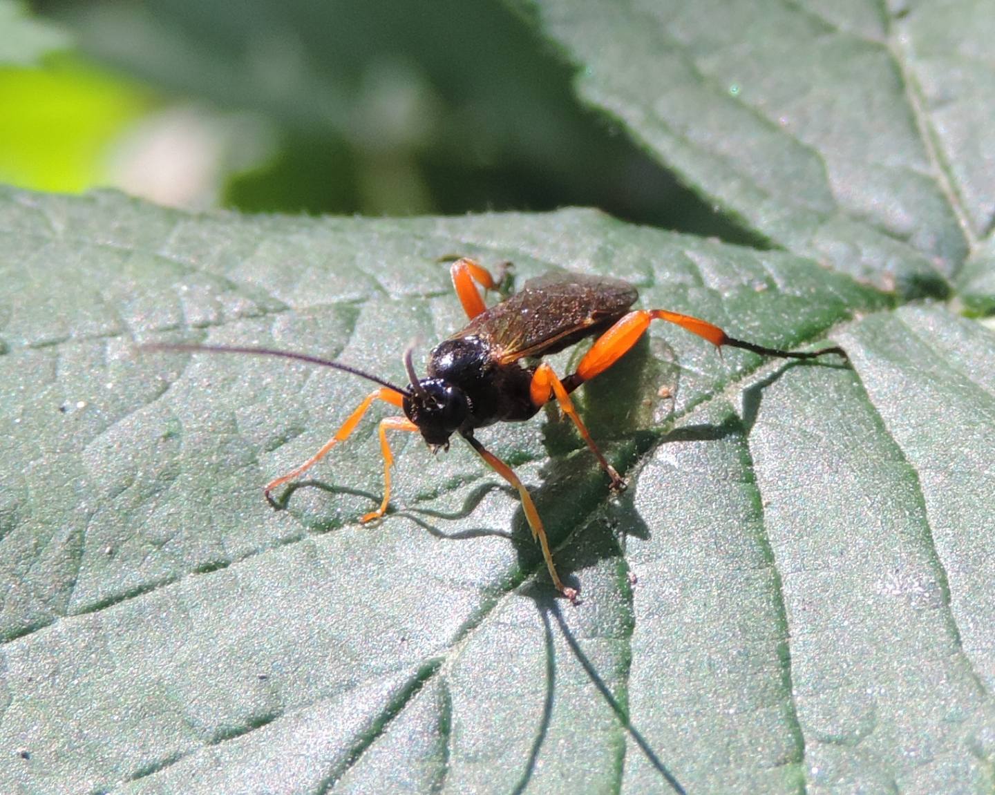 Pimpla rufipes?