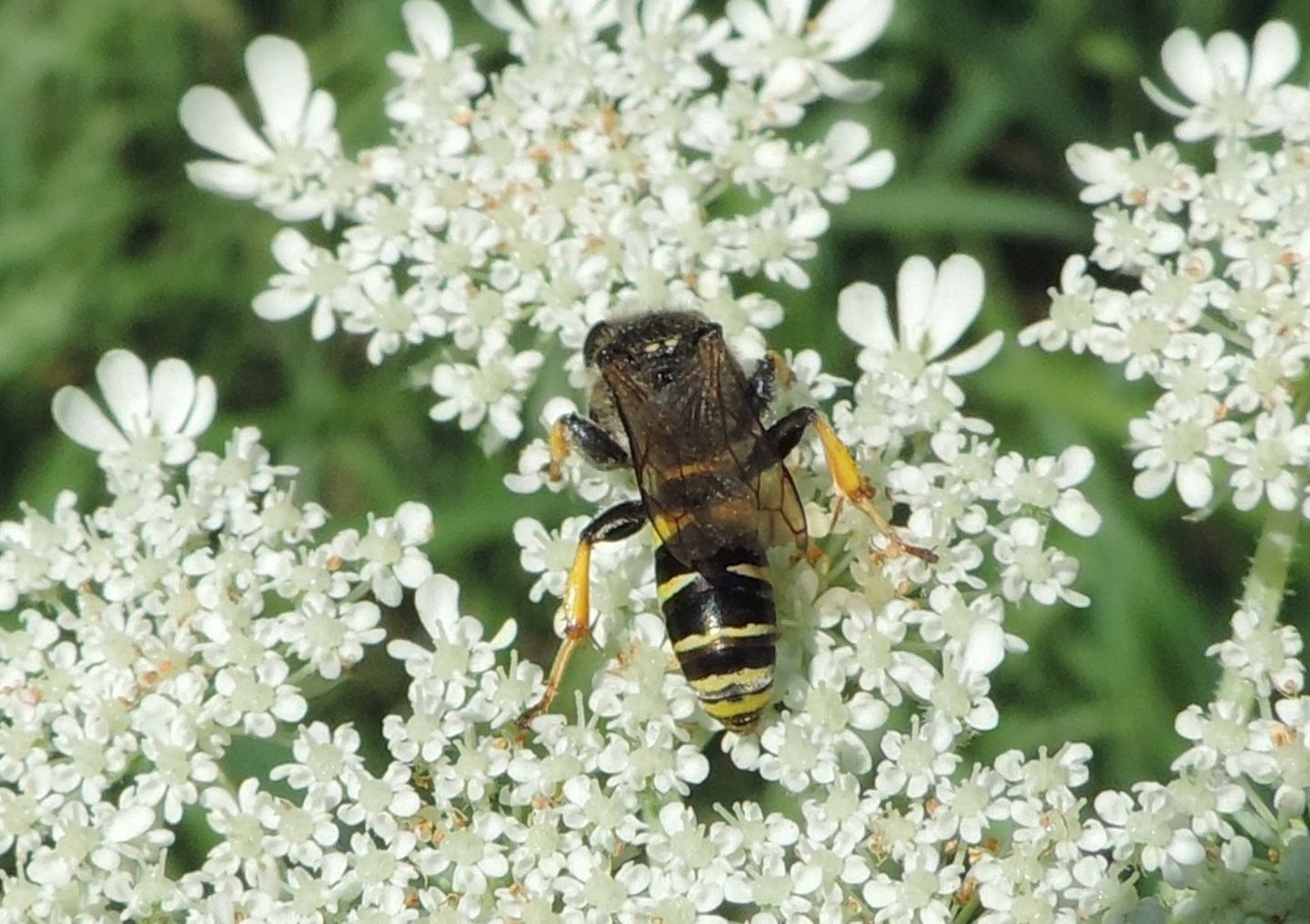 Crabro cribrarius? S...