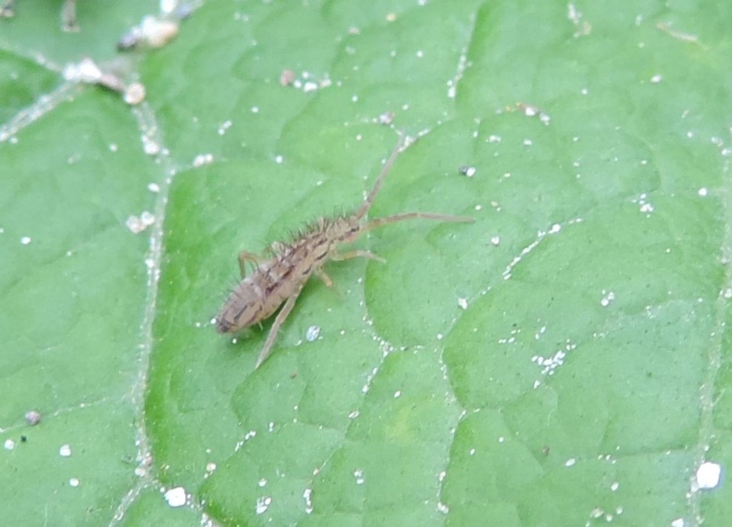 Orchesella quinquefasciata?