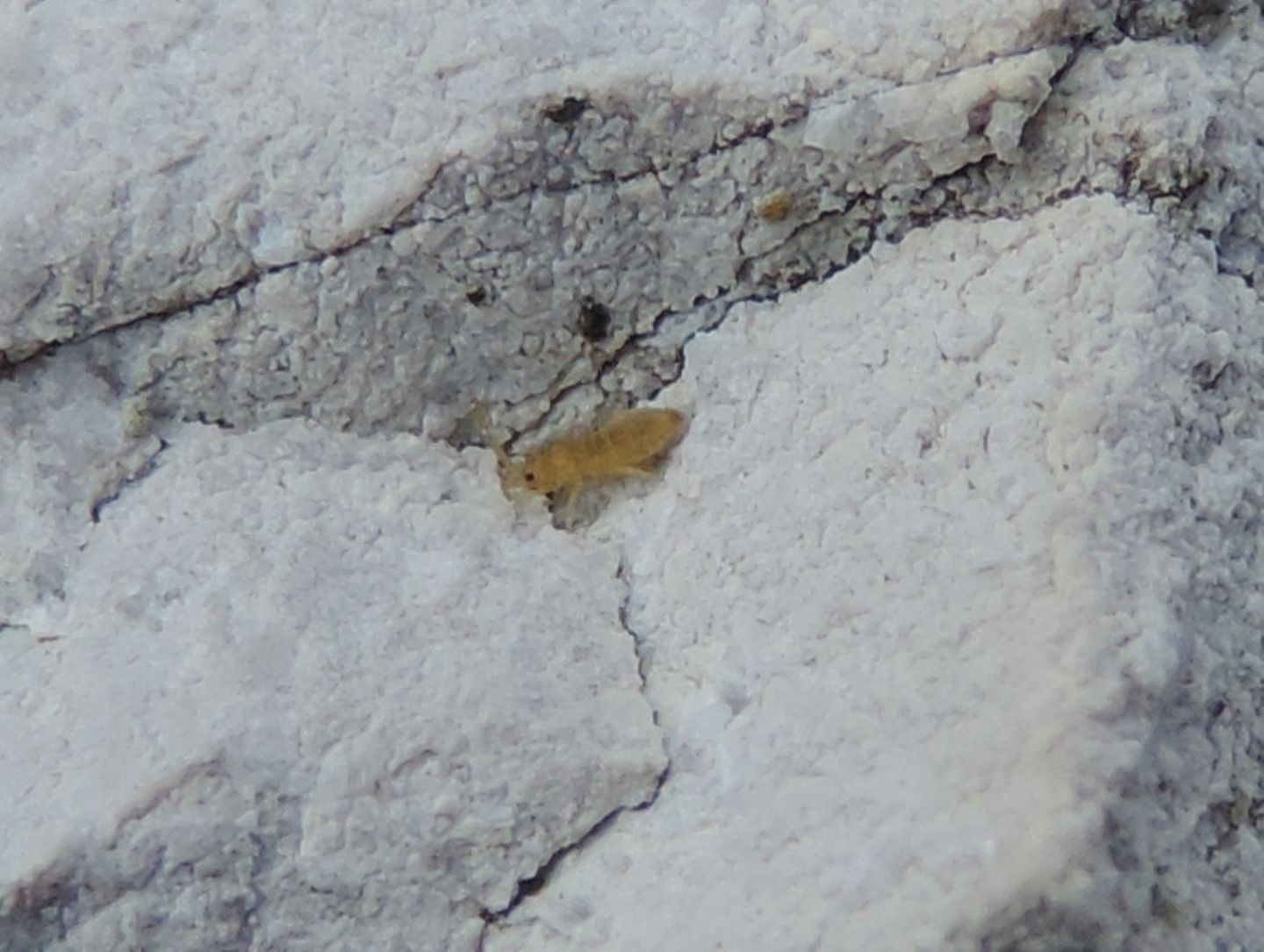 Collemboli delle nevi