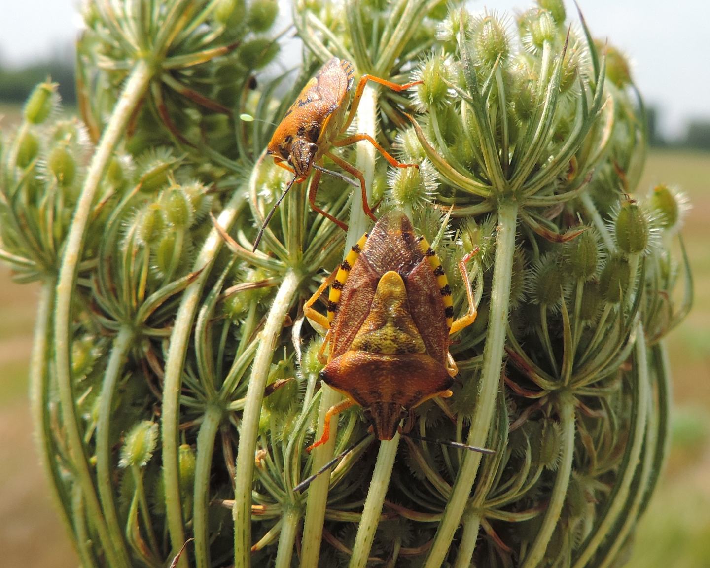 Carpocoris purpureipennis