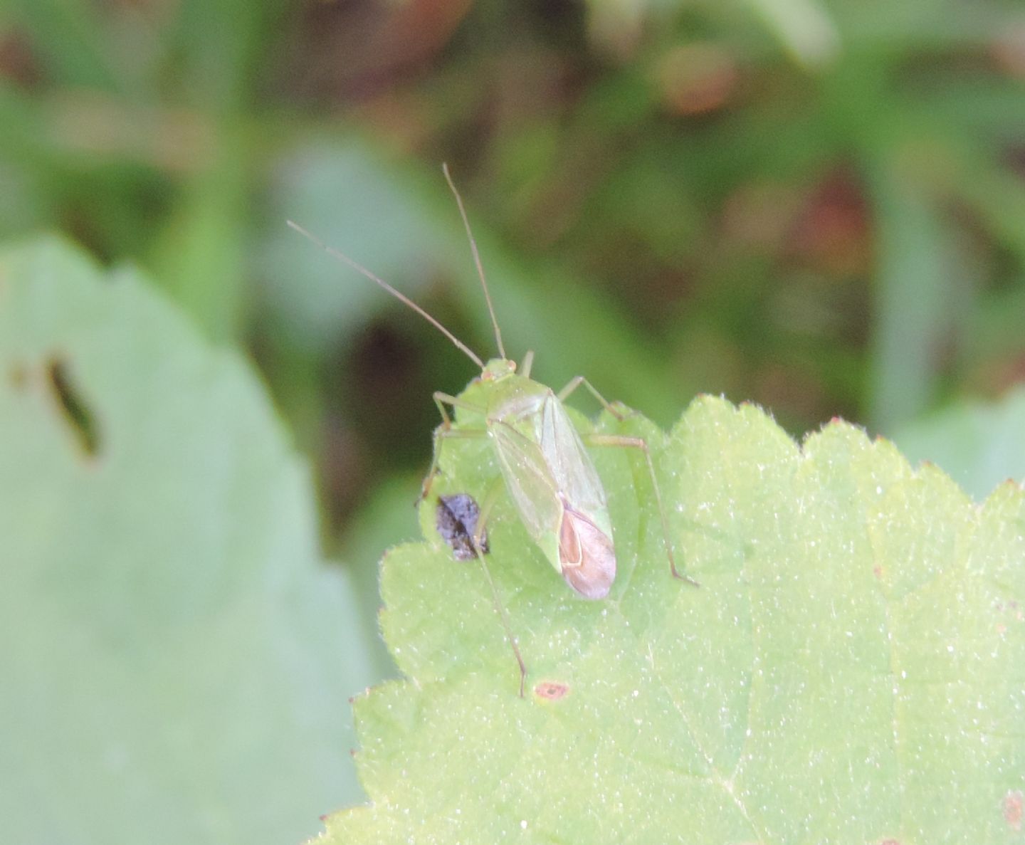 Lygocoris pabulinus?  No, cfr. Orthotylus sp.