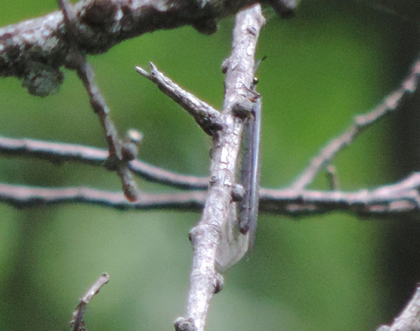 Myrmeleon formicarius? da ambiente boschivo