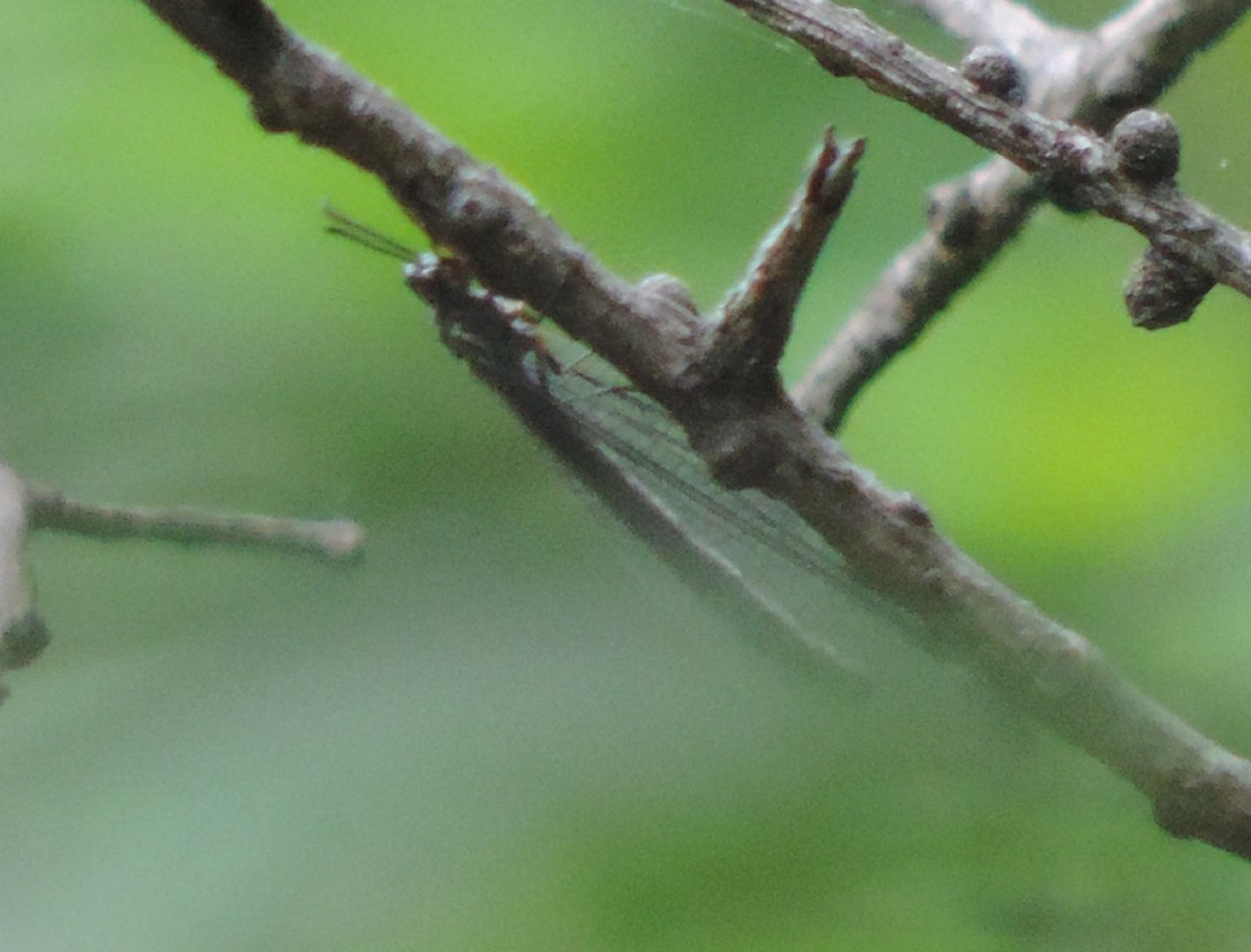 Myrmeleon formicarius? da ambiente boschivo