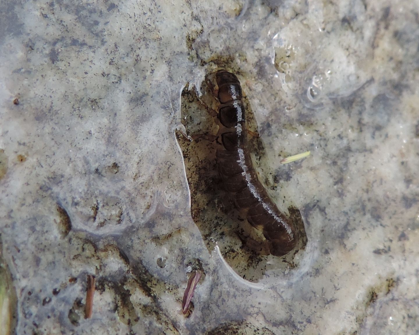 Larva di Tricottero? Hydropsychidae