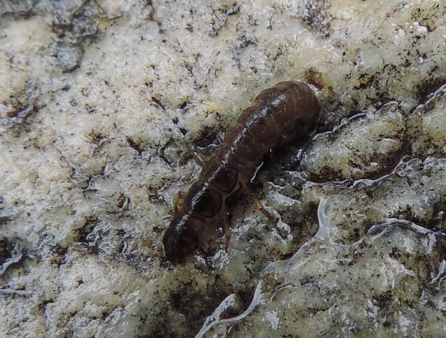 Larva di Tricottero? Hydropsychidae