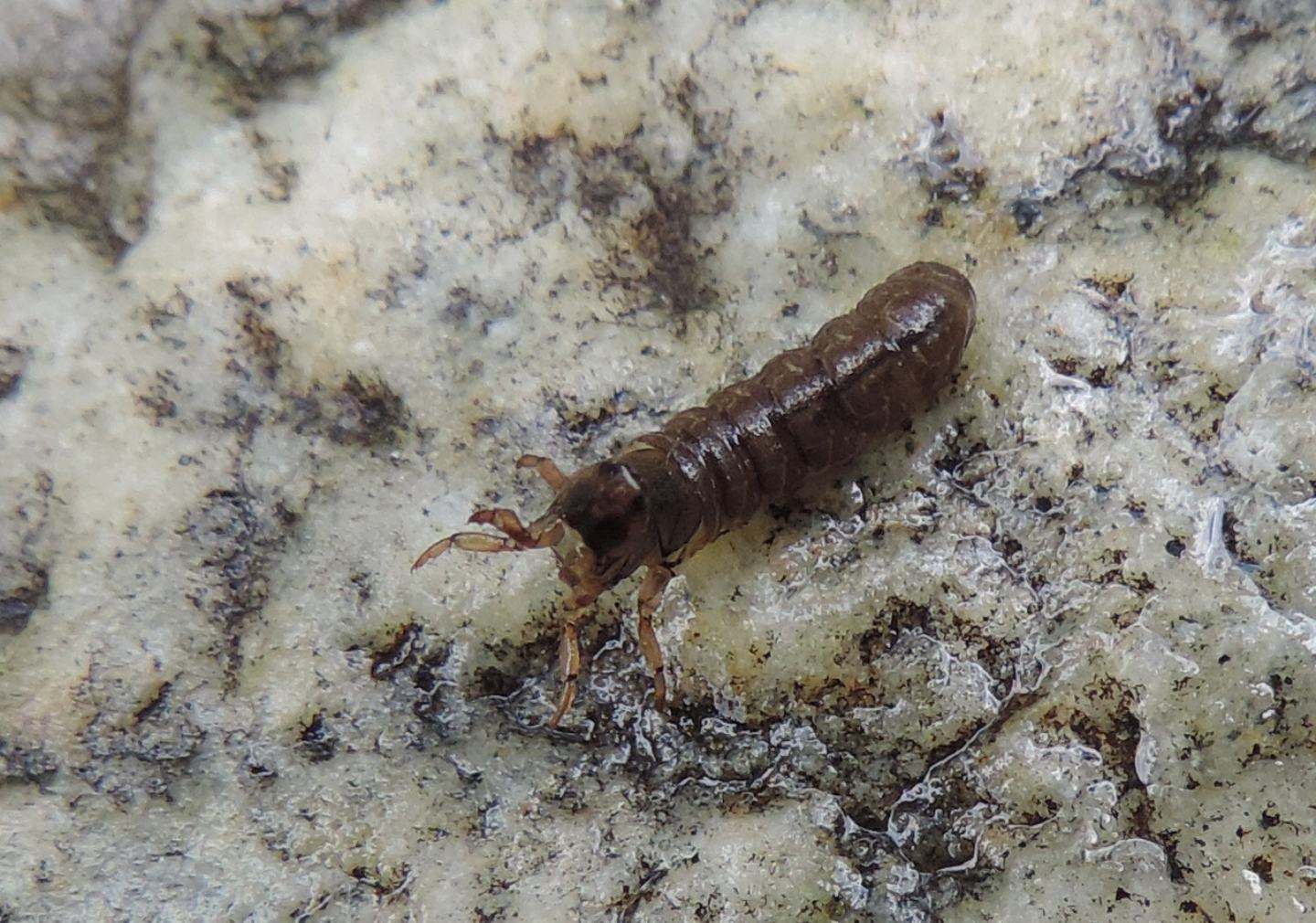 Larva di Tricottero? Hydropsychidae