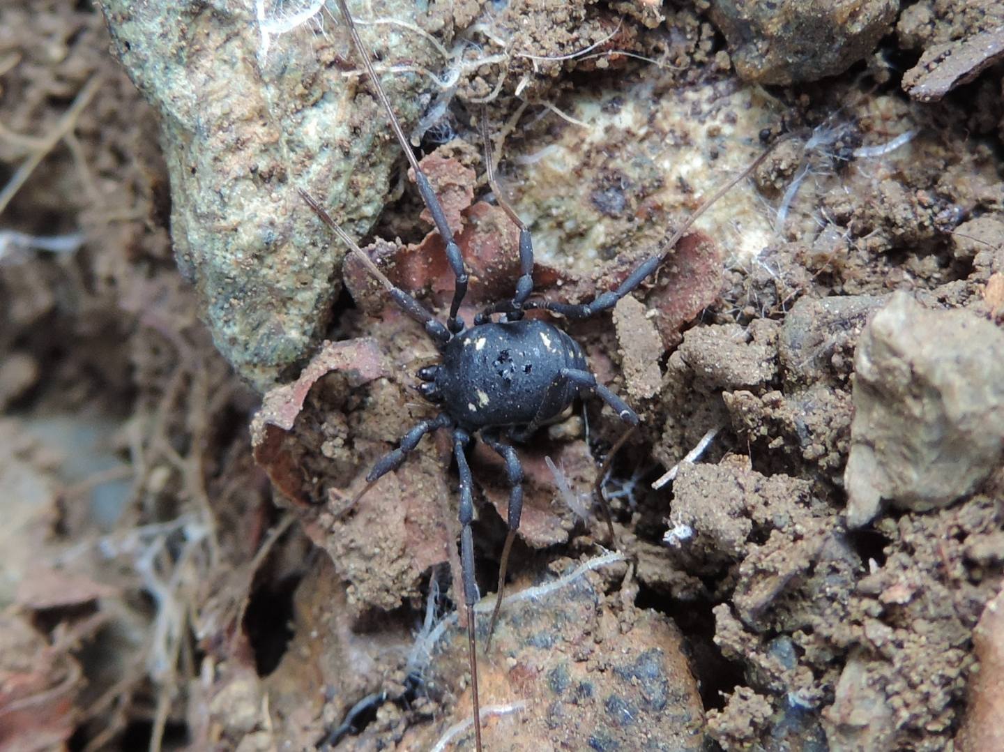 Paranemastoma quadripunctatum - Nemastomatidae