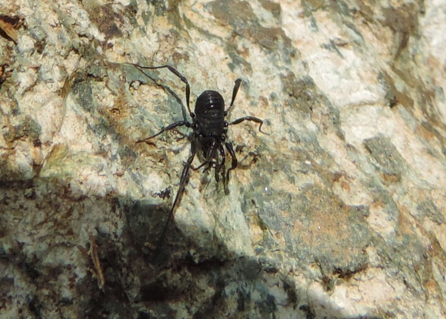 Ischyropsalis sp. - Ischyropsalididae