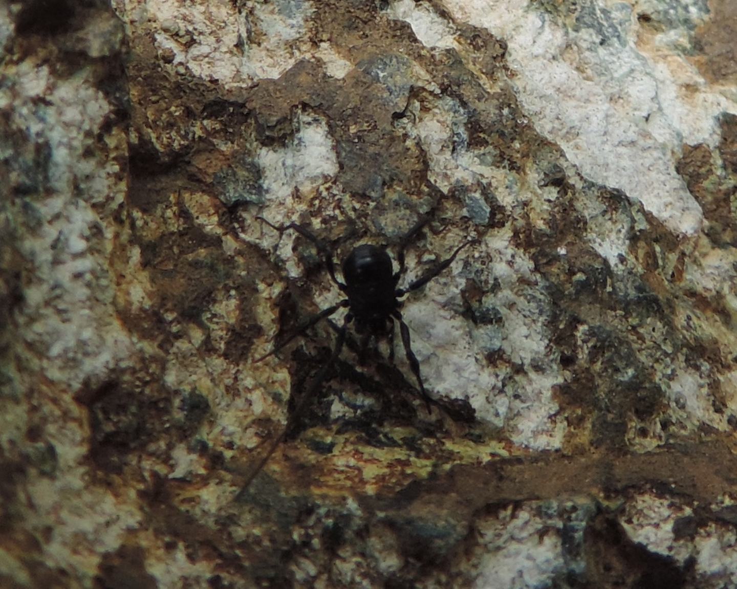 Ischyropsalis sp. - Ischyropsalididae