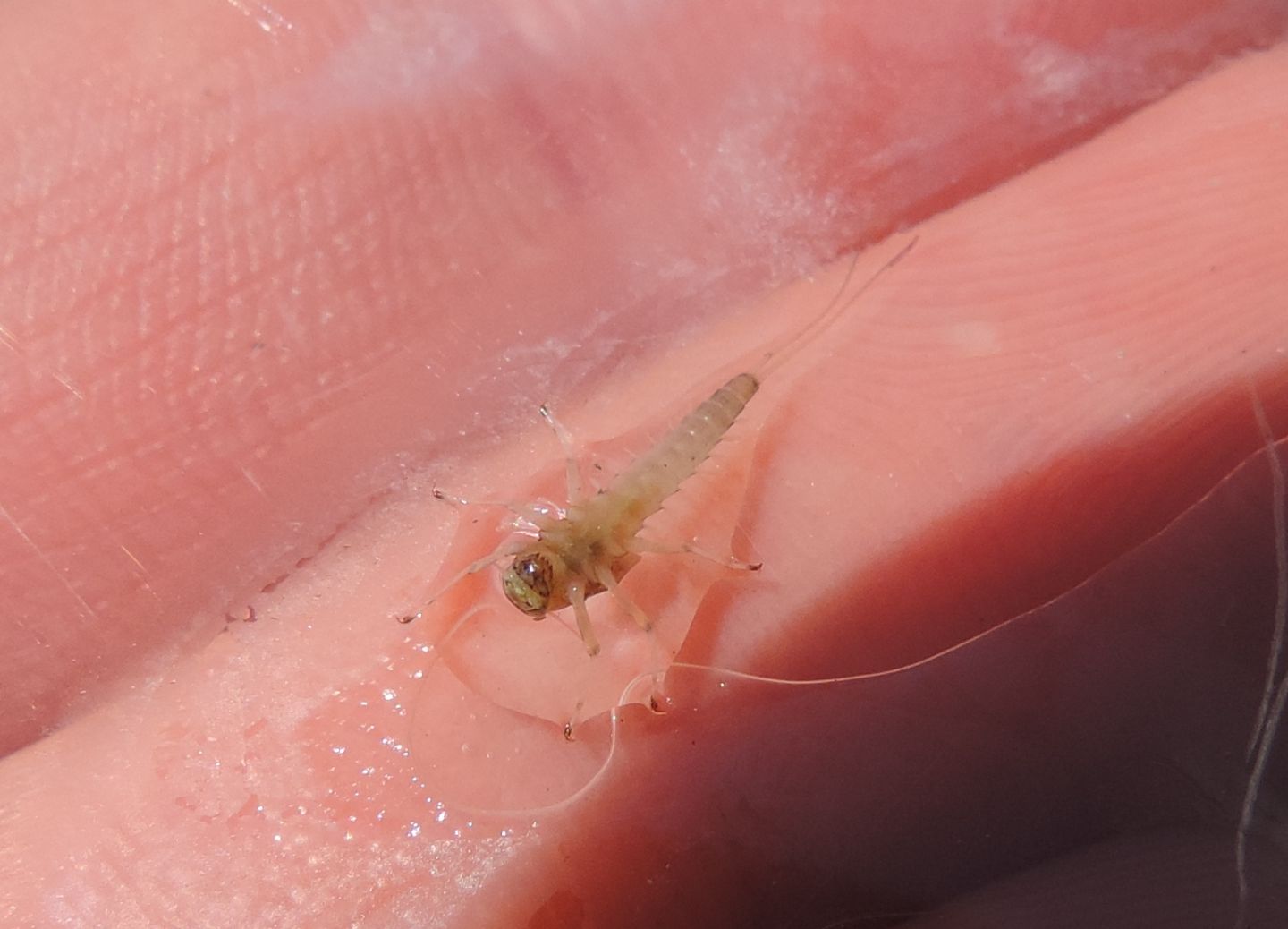 larva di effimera da identificare - Baetis sp.