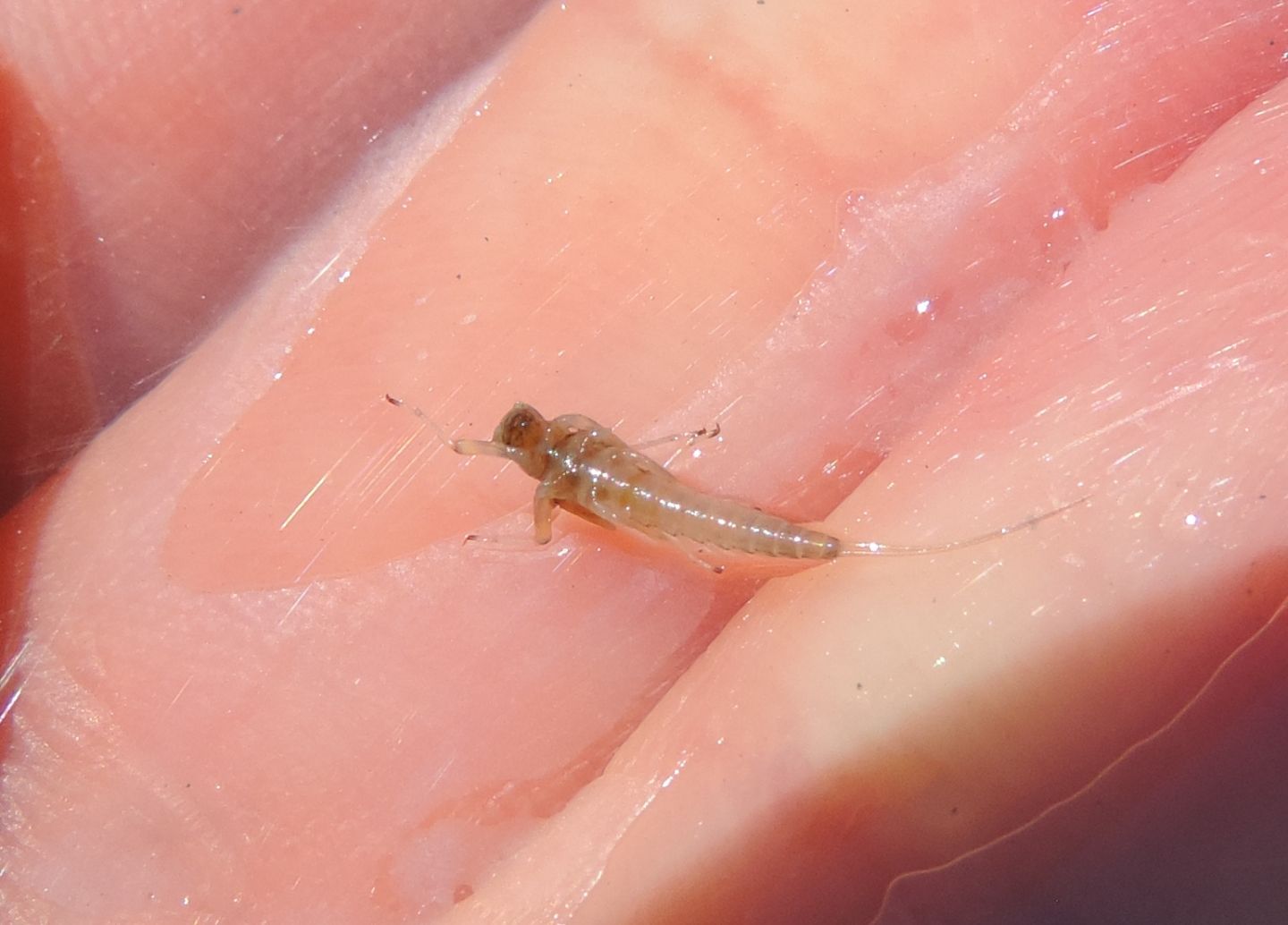 larva di effimera da identificare - Baetis sp.