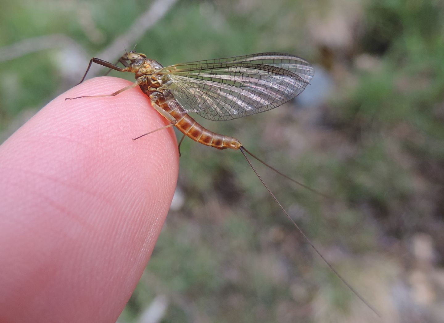 Heptageniidae? S, Rhithrogena sp.