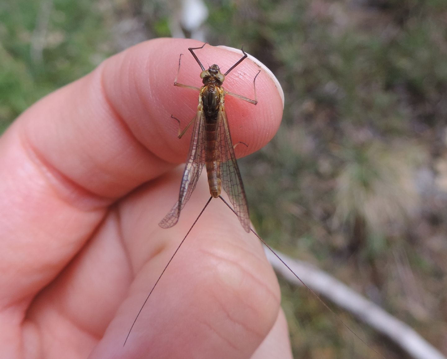 Heptageniidae? S, Rhithrogena sp.