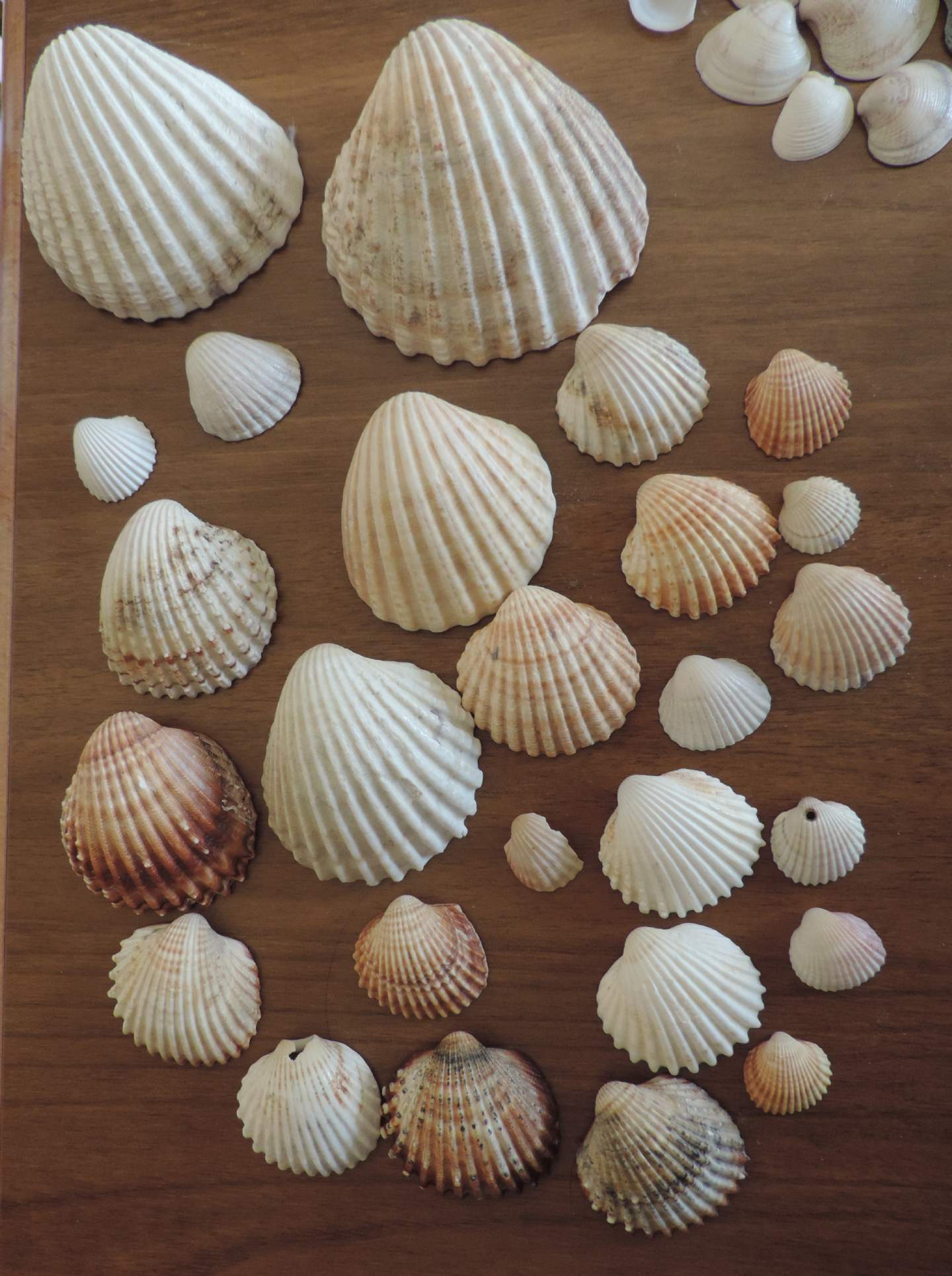 Serie di Acanthocardia tuberculata?