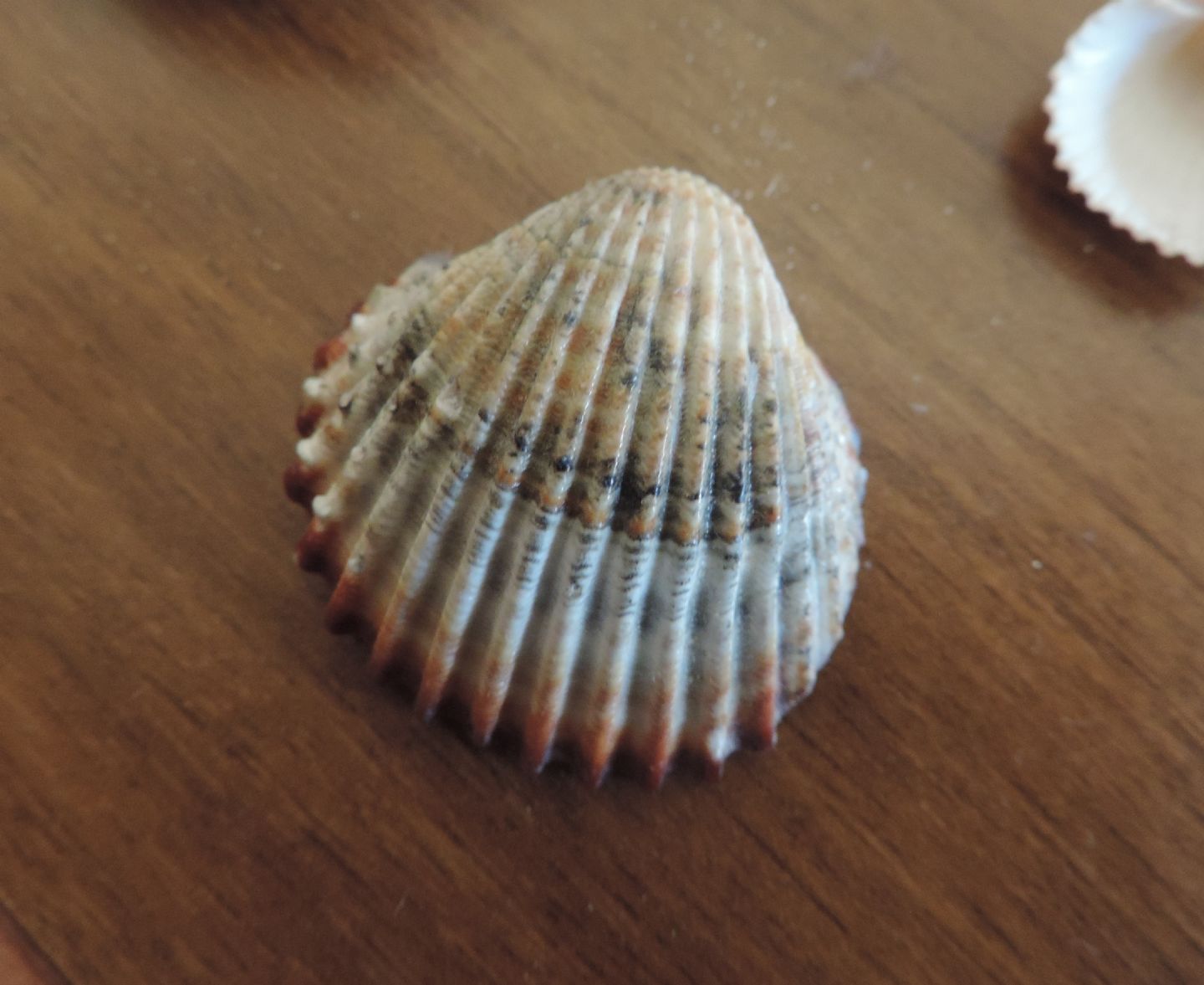 Serie di Acanthocardia tuberculata?