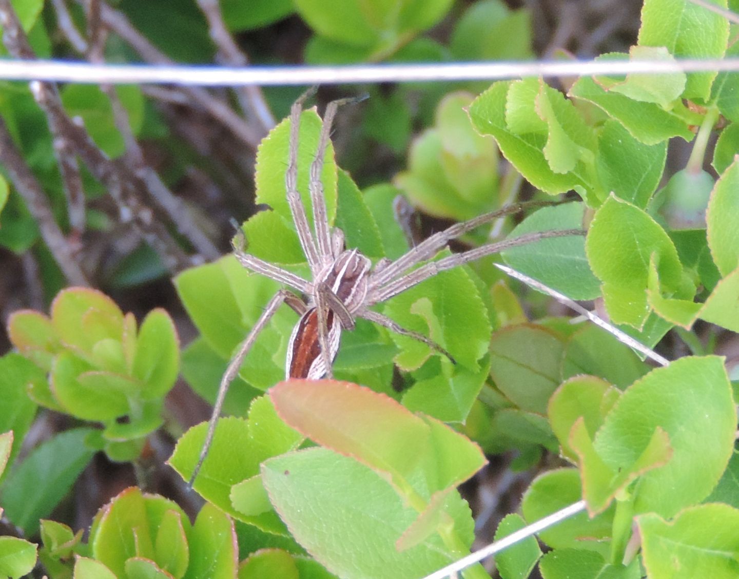 Pisaura mirabilis? Pisaura cfr. mirabilis - Pian Cavallone (VB)