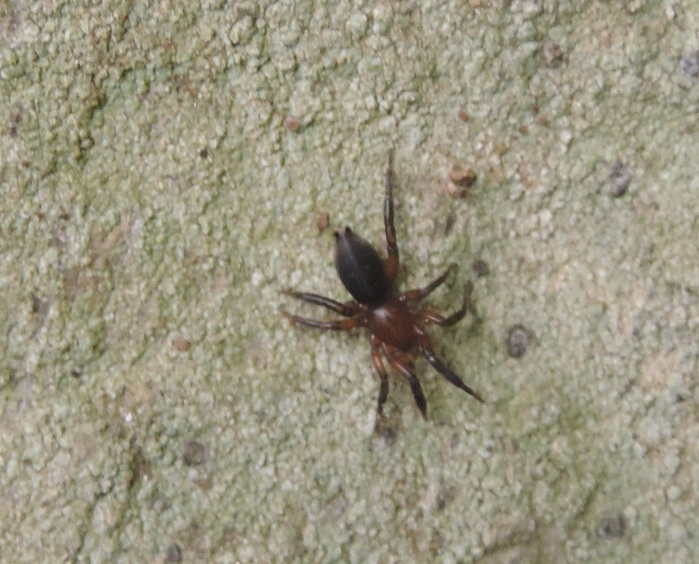 Ganphosidae: Scotophaeus?.... No, Gnaphosidae Zelotinae sp.