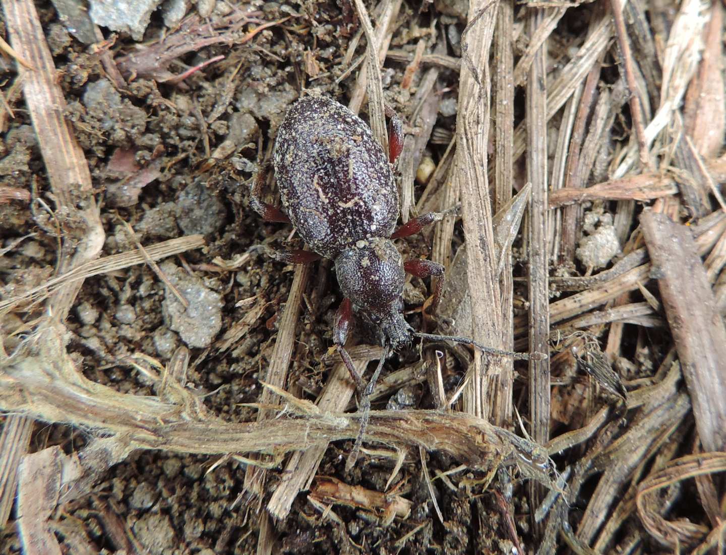 Curculionidae: Otiorhynchus sellae