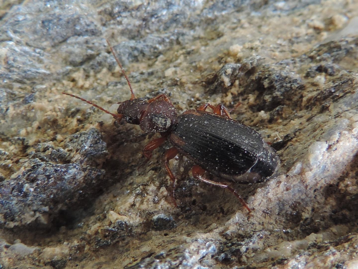 Carabidae: Cymindis cfr. scapularis