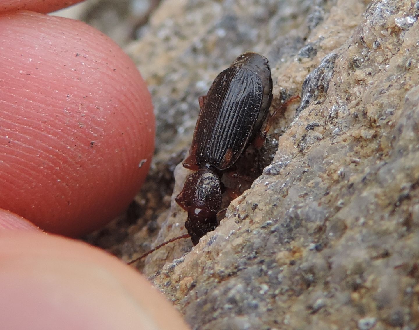 Carabidae: Cymindis cfr. scapularis