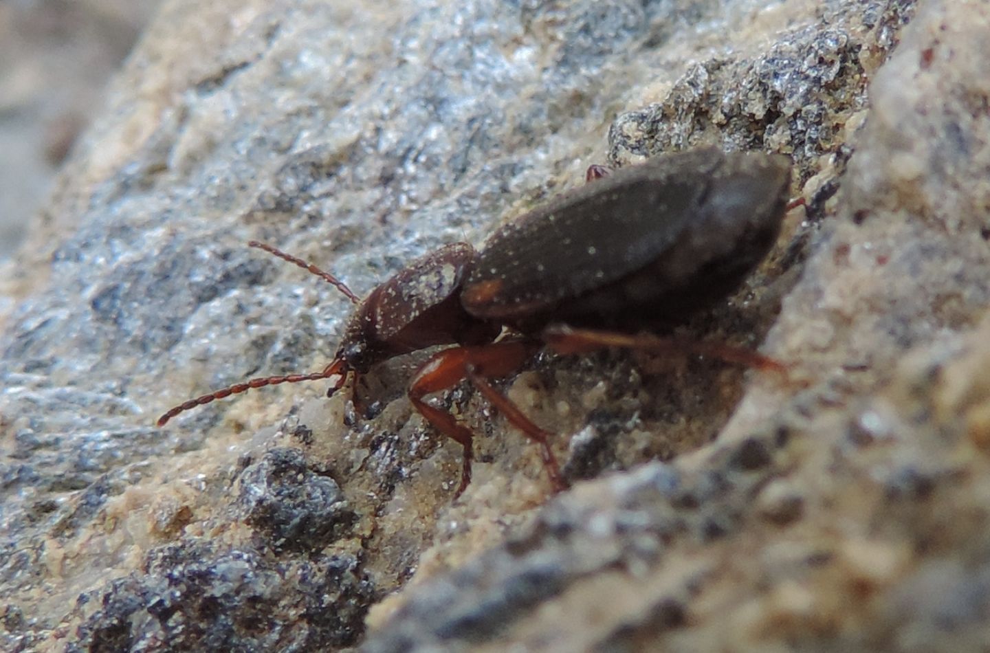 Carabidae: Cymindis cfr. scapularis