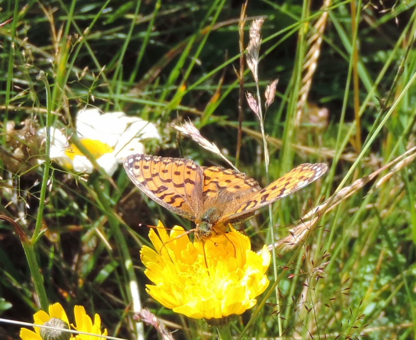 Nymphalidae: Speyeria aglaja, femmina