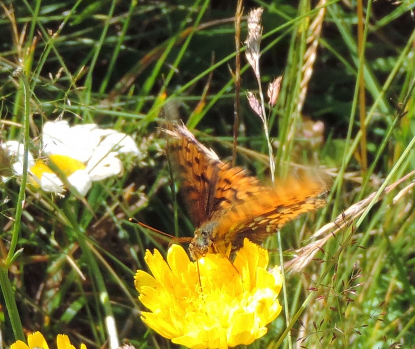 Nymphalidae: Speyeria aglaja, femmina