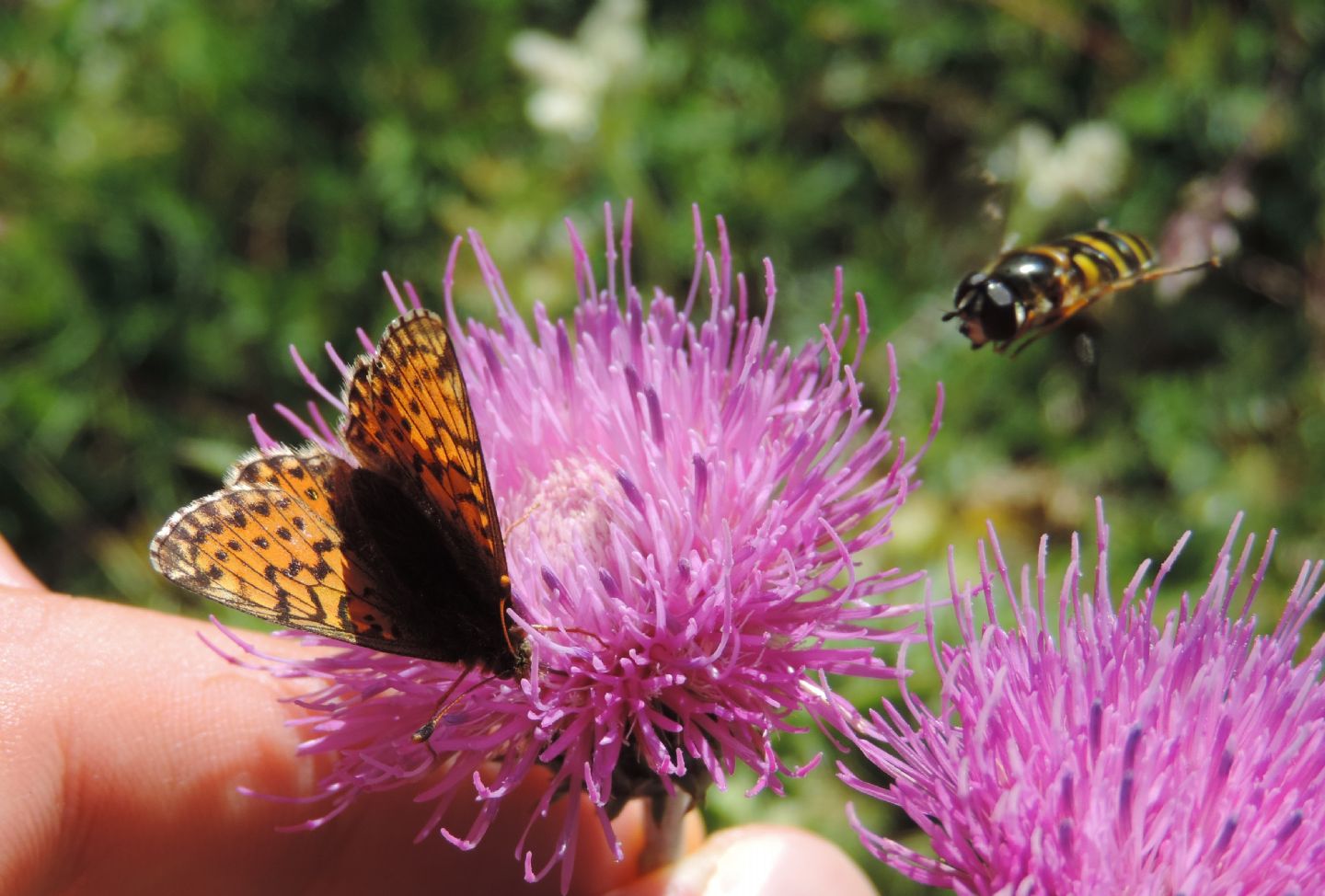 Boloria napaea?  No, Boloria pales, femmina