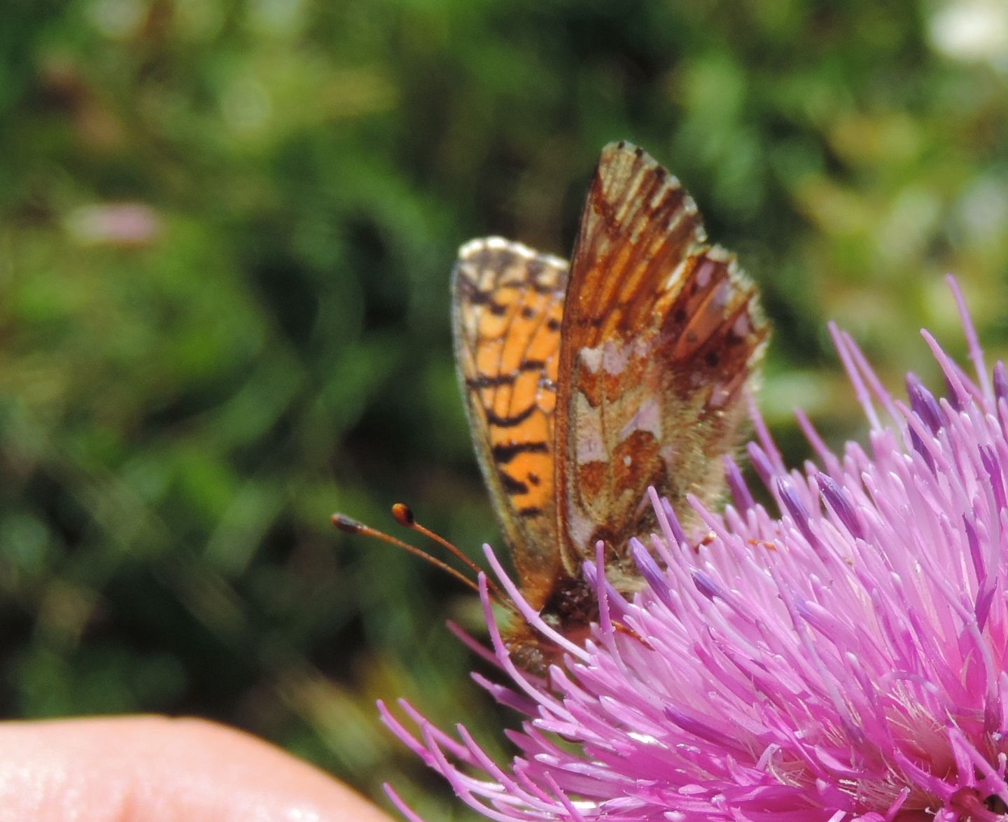 Boloria napaea?  No, Boloria pales, femmina