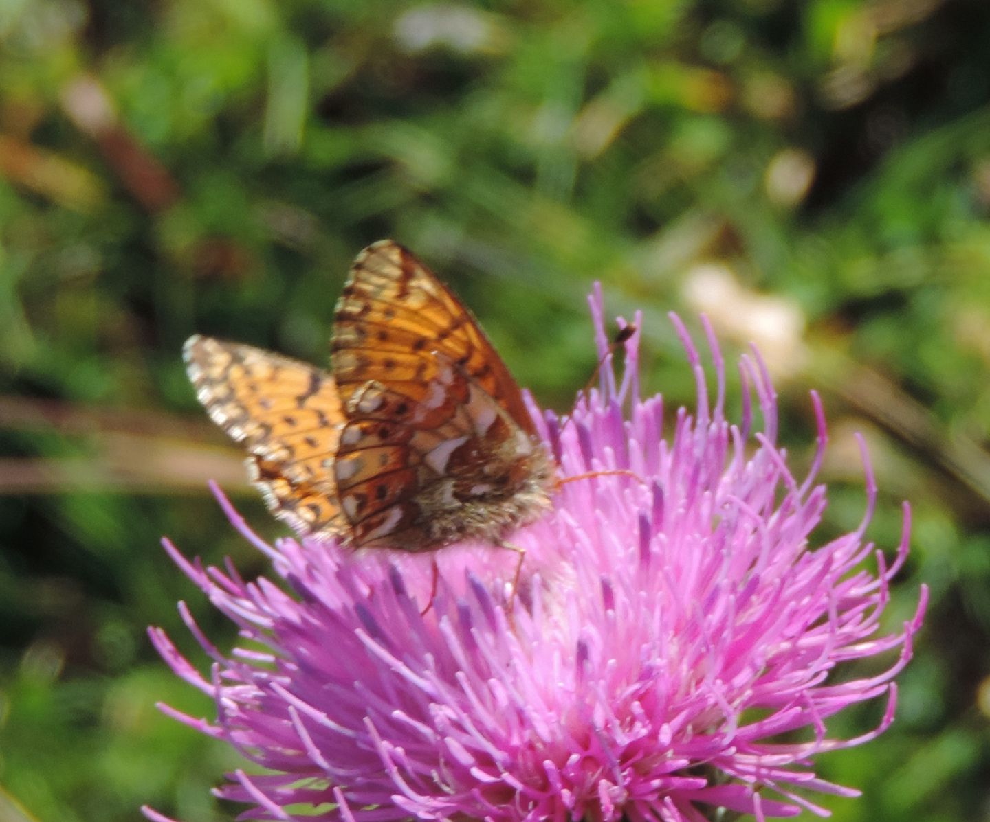 Boloria napaea?  No, Boloria pales, femmina