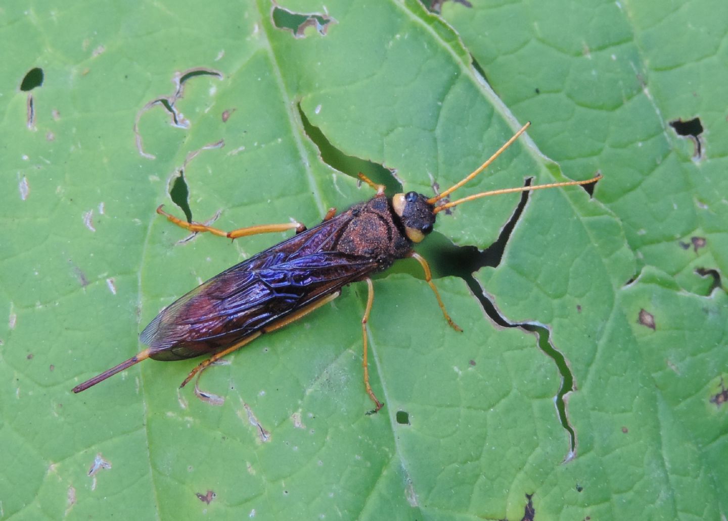 Urocerus gigas un po'' anomalo? s!