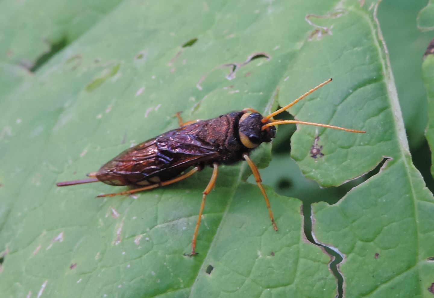 Urocerus gigas un po'' anomalo? s!