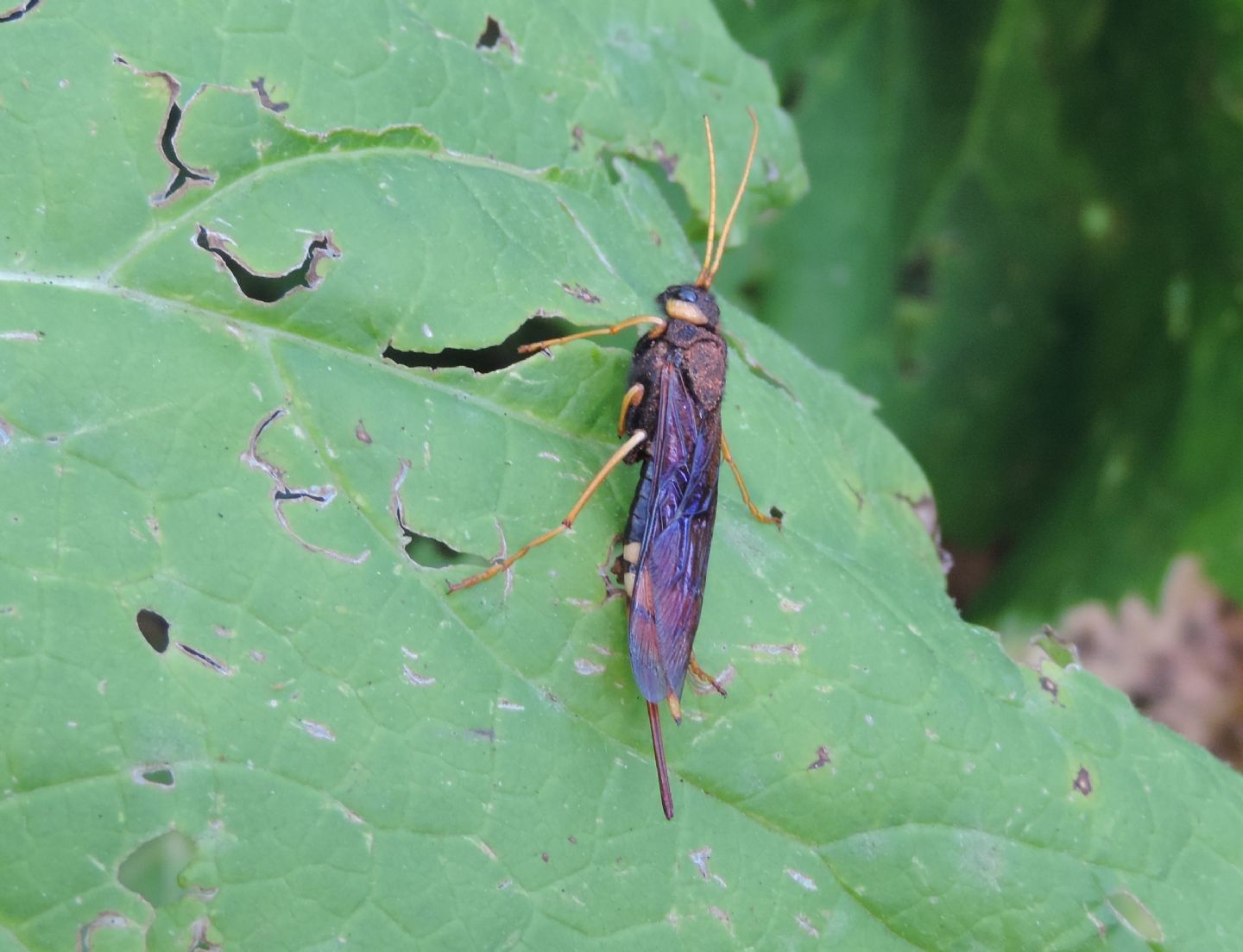 Urocerus gigas un po'' anomalo? s!