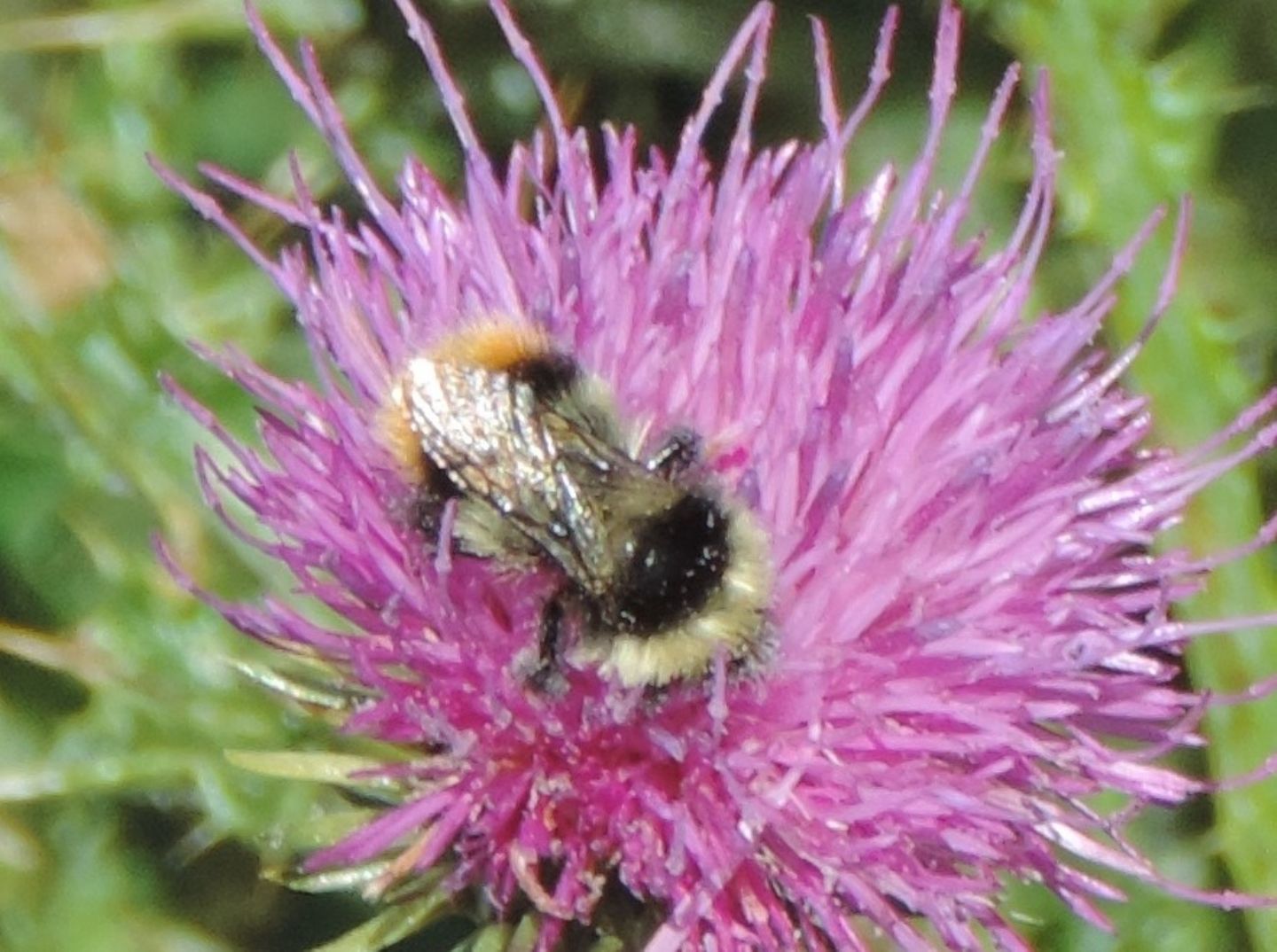 Bombus da identificare: Bombus sp.